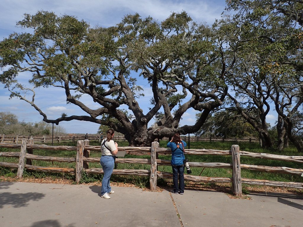 Goose Island Big Oak & birders.jpg