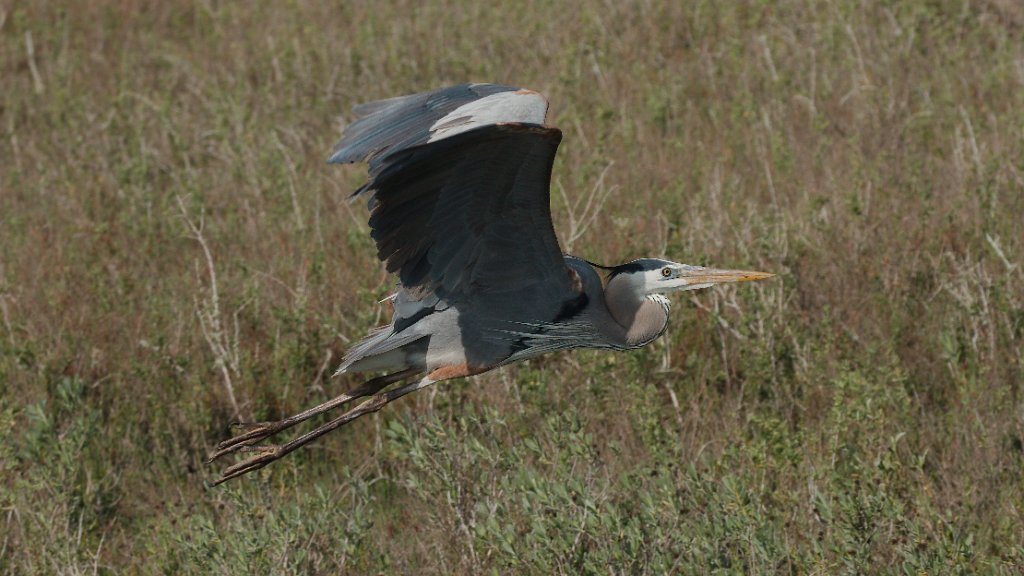 Great Blue Heron 2016-03-05_7.jpg