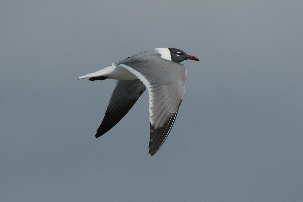 Laughing Gull 2016-03-05_2.jpg