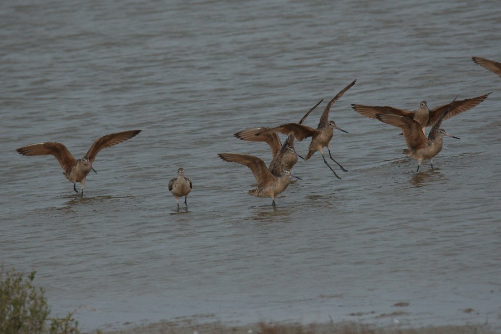 Marbled Godwit 2016-03-05_12.jpg
