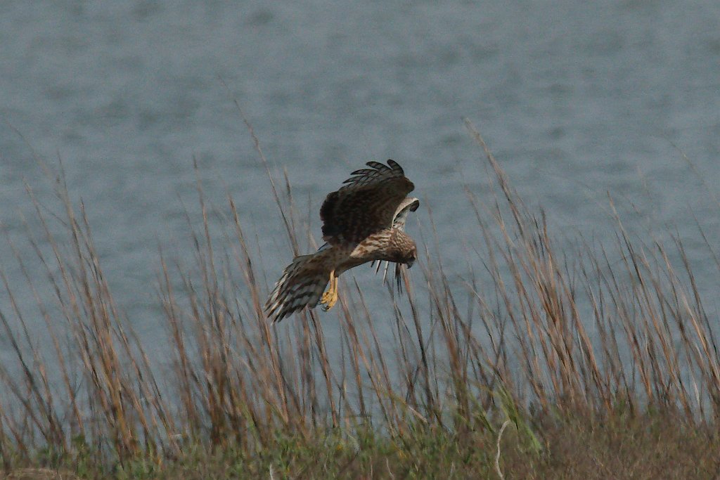 Northern Harrier 2016-03-05_11.jpg