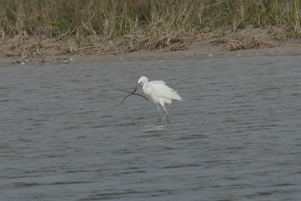 Reddish Egret White Morph 2016-03-05_3.jpg
