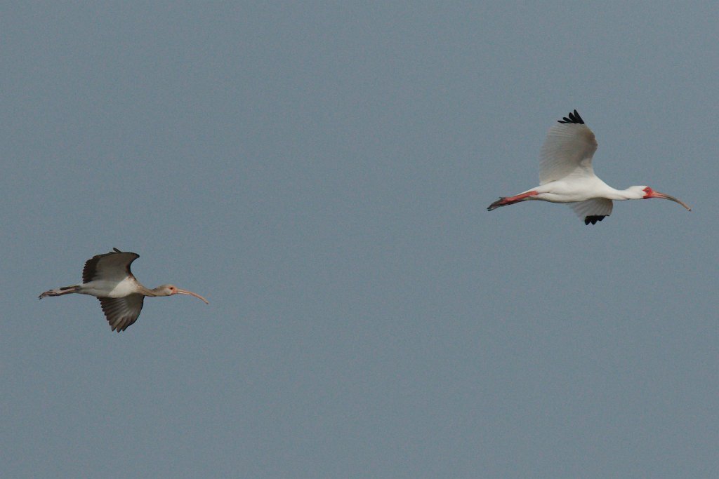 White Ibis 2016-03-05_2.jpg