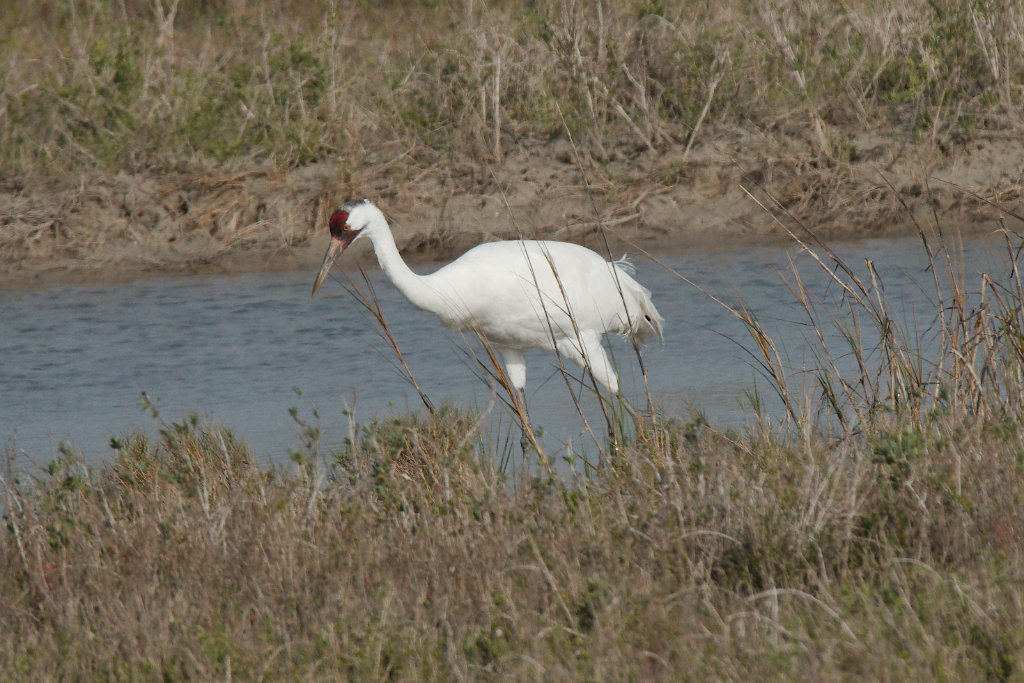 Whooping Crane 2016-03-05 (1).jpg