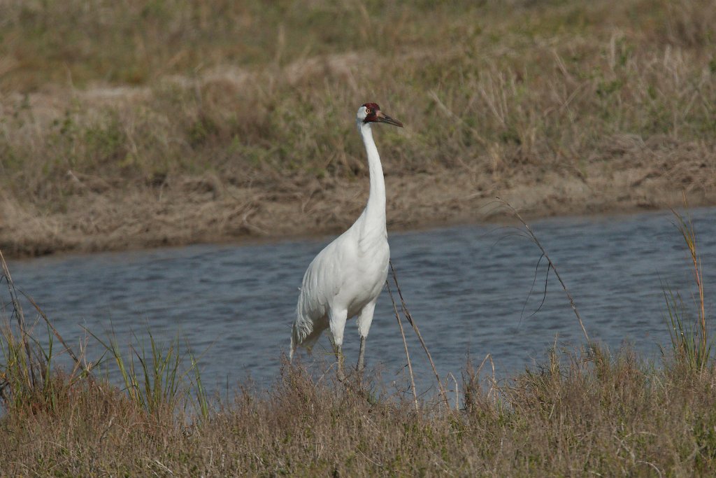 Whooping Crane 2016-03-05_11.jpg