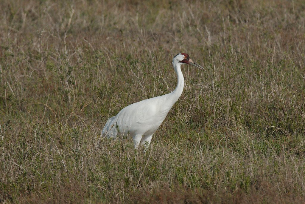 Whooping Crane 2016-03-05_21.jpg