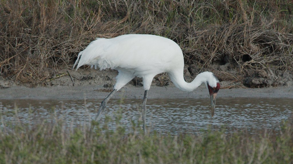 Whooping Crane 2016-03-05_23.jpg