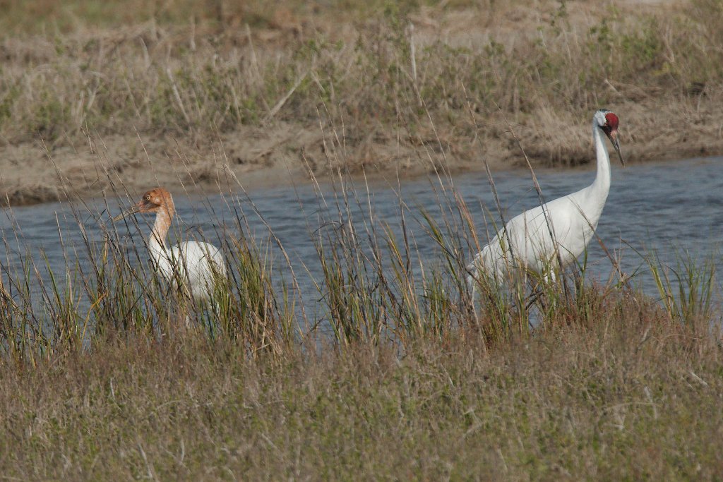 Whooping Crane 2016-03-05_7.jpg