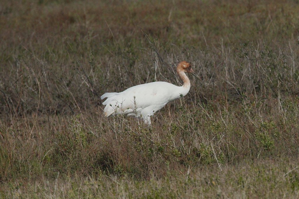 Whooping Crane juv 2016-03-05_2.jpg